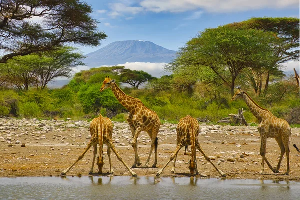 Giraffen Und Der Kilimandscharo Amboseli Nationalpark lizenzfreie Stockfotos