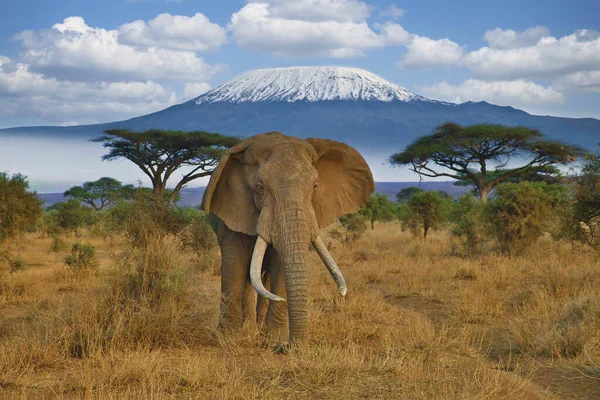Слони Гора Кіліманджаро Національному Парку Амбоселі Ліцензійні Стокові Фото
