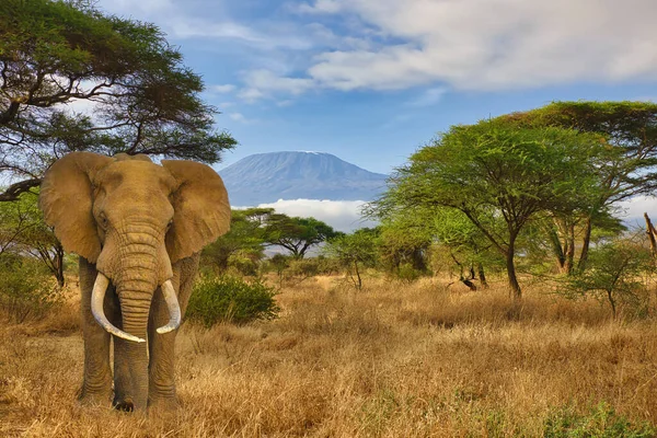 Elefantes Monte Kilimanjaro Parque Nacional Amboseli Fotografia De Stock