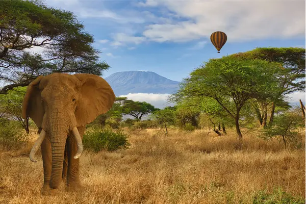 Elefantes Monte Kilimanjaro Parque Nacional Amboseli Imagens Royalty-Free