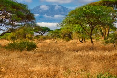 Pictures of the snow-covered Kilimanjaro in Amboseli National Park clipart