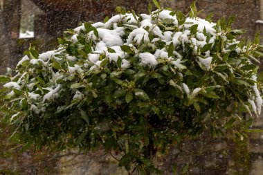 a snowy laurel tree clipart