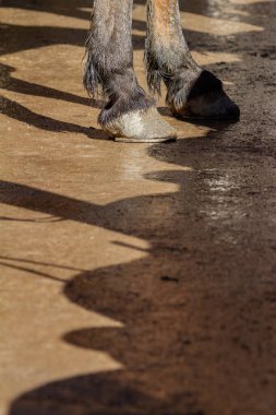 Su birikintisinde duran bir atın toynakları.