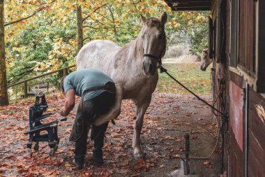 A man is shoeing a horse in a stable with autumn leaves in the background. clipart