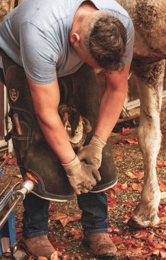 Farrier Shoeing a Horse in a Stable clipart