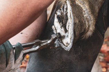  Close-Up of Farrier Filing a Horse's Hoof clipart