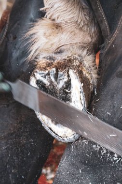  Farrier 'in At Toynağı Dosyalamasının Yakın Çekimi