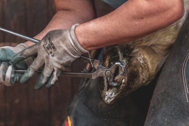  Close-Up of Farrier Filing a Horse's Hoof clipart