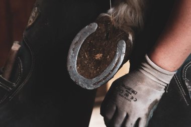 Close-Up of Farrier Filing a Horse's Hoof clipart