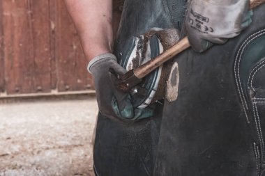 Odaklanmış Farrier At nalını yerine oturtuyor