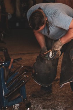 Farrier Shoeing a Horse in a Stable clipart