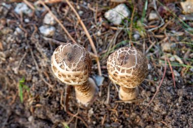 Doğal Yaşam Alanında Şemsiye Mantarı 'nın (Macrolepiota procera) yakın çekimi