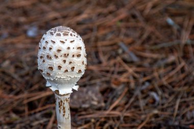 Doğal Yaşam Alanında Şemsiye Mantarı 'nın (Macrolepiota procera) yakın çekimi