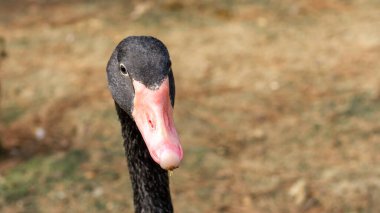 Close-Up of a Black Swan with Pink Beak Against Blurred Background clipart