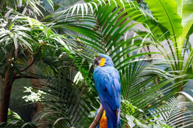 Mavi ve Sarı Macaw Tropikal Yeşilliklerin arasına tünedi