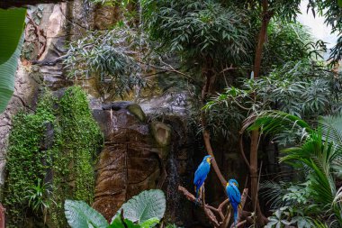 Mavi ve Sarı Macaw Tropikal Yeşilliklerin arasına tünedi