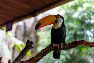 Renkli Toucan Ağaç dalına nazikçe tünemiş