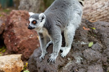 Ring-Tailed Lemur Standing on Rocks in Natural Habitat clipart