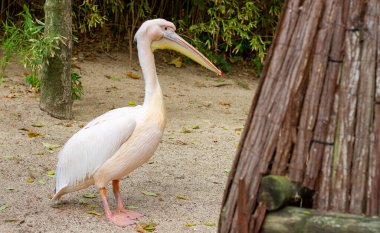 Doğal Yaşam Alanında Pelikan