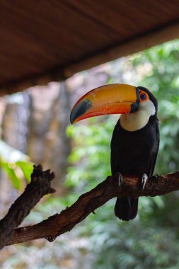 Colorful Toucan Perched Gracefully on a Tree Branch clipart