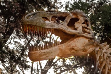 Güneş Işığında Keskin Dişleri Gösteren Dinozor Kafatası Taklidi