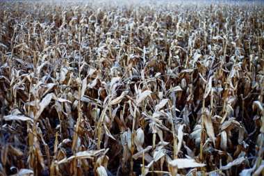 HDR Fotoğrafçılık Altın Cornfield