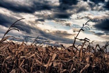 HDR Fotoğrafçılık Altın Cornfield