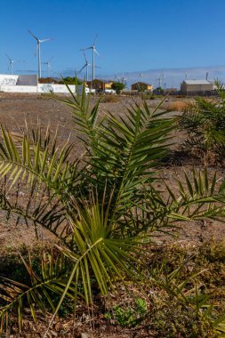 Kanarya Adaları 'nda yerleşim bölgesine bakan bir rüzgar çiftliği, yerel topluluklar için titreşim gibi yenilenebilir enerji sorunlarını vurguluyor.