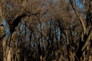 Kış güneşinin ılık ışınları altında parlayan yoğun, canlı ve yeşil bir orman, daha soğuk aylarda doğanın güzelliğini sergiliyor..