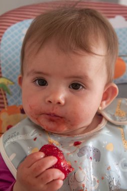 İlk kez sulu kırmızı bir çilek yiyen meraklı bir çocuk.