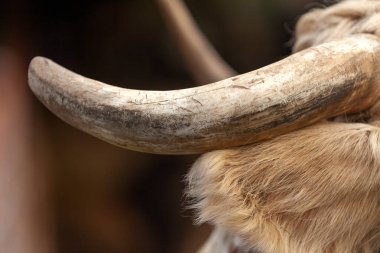 Kırsal bir çiftlik ortamında doğal dokusu ve detayları olan bir Charolais inek boynuzunu kapat..