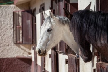 Güneşli bir günde Ahırdan Dışarı Bakan Beyaz ve Siyah İspanyol Atları