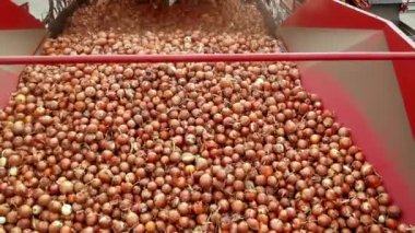 Taze hasat edilmiş soğan soğan soğan soğan ayıklama makinesinin içinde taşıma bandı boyunca hareket ediyor. Soğan Yığını 'ndan hemen sonra. Eylemdeki Otomatik Soğan Seçme, Temizleme ve Sıralama Makinesi.