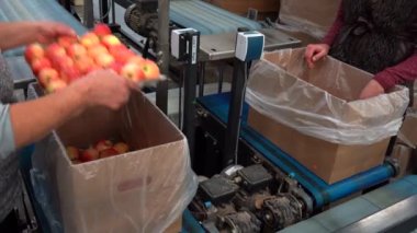 Ev çalışanları yeni paketler hazırlıyor, elmaları sınıflandırıyor ve çevre dostu paketler haline getiriyor. Meyve paketleme evindeki taşıma bandındaki tüketici birimlerinde elmalar pazara dağıtılıyor.