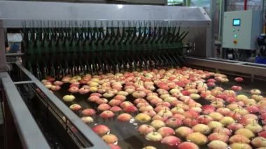 Elmalar yüzüyor, yıkanıyor ve su deposunda taşınıyor. Meyve paketleme deposunda. Hasat sonrası elmalarla ilgilenmek için yiyecek işleme makinesi. Elma Yıkama, Sıralama ve Sınıflandırma.