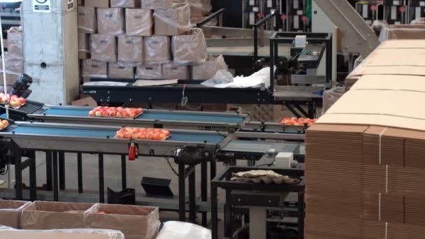 Maçãs Embalagens Ambientalmente Amigáveis Correia Transportadora Armazém Embalagem Frutas Embalagem — Vídeo de Stock