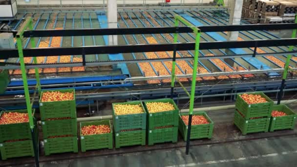 Receber Processar Maçã Grandes Instalações Embalagem Frutas Distribuição Prévia Para — Vídeo de Stock