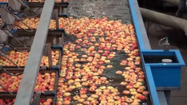 Apple Pre Sorteren Lijnen Met Stroom Van Appels Door Het — Stockvideo
