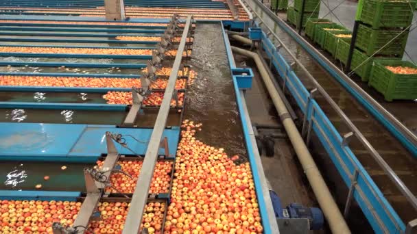 Velké Zařízení Zpracování Jablek Interiér Jablky Flumes Transportované Jakýmsi Dopravníkem — Stock video