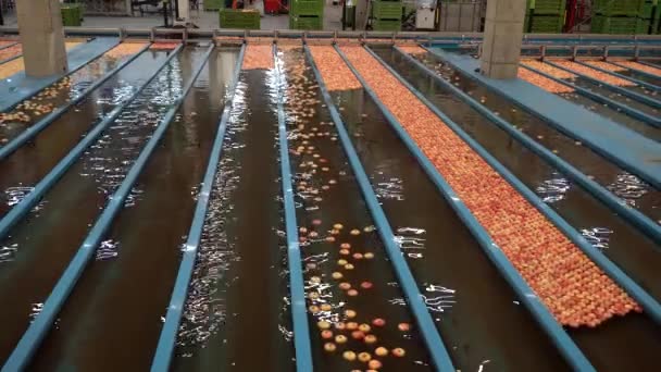 苹果预先排序线与苹果流经苹果羽流 用苹果漂浮 分拣和运输在水箱输送机内的水果包装设施 — 图库视频影像