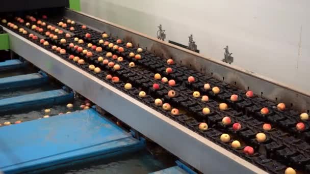 Precyzyjna Maszyna Sortowania Sortowania Jabłek Dużą Prędkością Kamery Kontroluj Zewnętrzną — Wideo stockowe