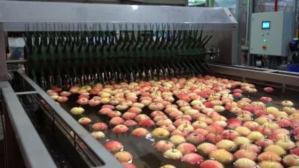果物パッキング倉庫の水タンクコンベアで浮遊し 洗浄され 輸送されているリンゴ 収穫後のリンゴの取り扱いのための食品加工機械 Apple Washing 分類と採点 — ストック動画