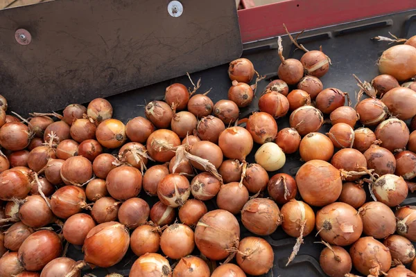 Freshly Harvested Yellow Onion Bulbs Conveyor Belt Onion Sorting Grading — Stock Photo, Image