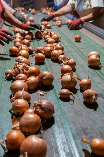 Postharvest Handling Onion Prior Distribution Market Люди Работающие Сортировочной Линии — стоковое фото