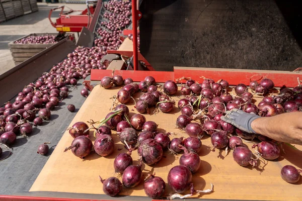 Soğan Şlem Hattı Nda Çalışanlar Taze Hasat Edilmiş Soğan Soğanları — Stok fotoğraf