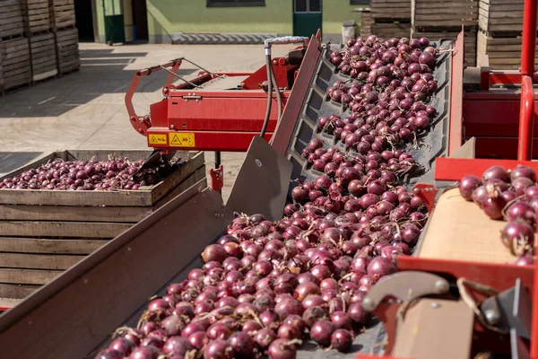 2014 Red Onion Bulbs Falling Out Onion Grading Sorting Machine — 스톡 사진