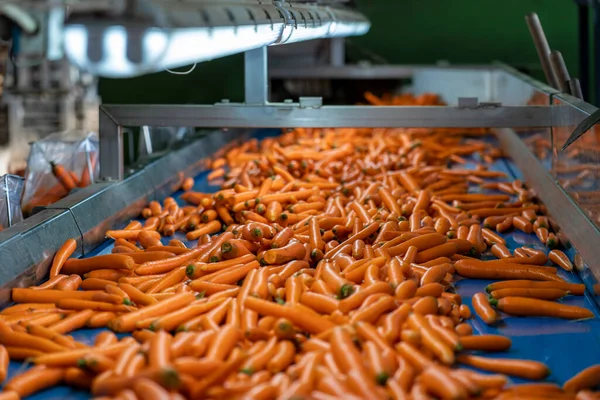 胡萝卜的商业生产和管理 清洗后的胡萝卜在蓝色输送带上转移到包装店 预先分发给市场 胡萝卜分拣 称重和包装 — 图库照片