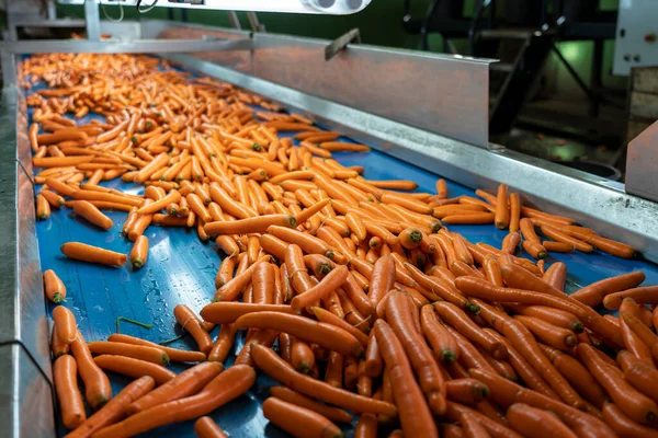 胡萝卜加工生产线 食品加工厂用蓝色输送带清洗过的胡萝卜 蔬菜及根茎作物的收获后处理 — 图库照片
