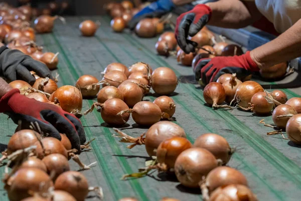 Люди Работающие Сортировочной Линии Лука Упаковочном Цехе Postharvest Handling Onion — стоковое фото