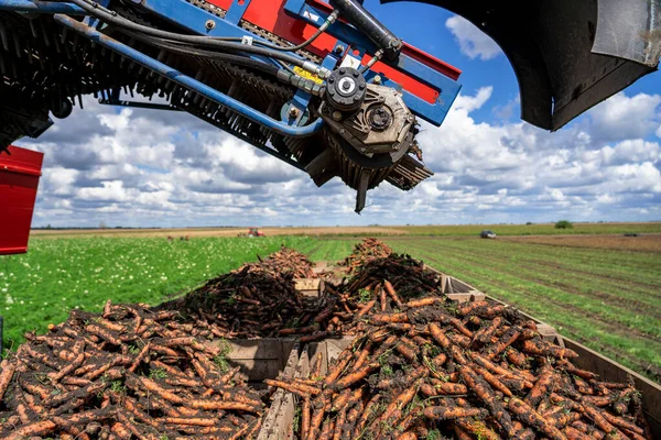 Морковный Харвестер Разгружается Ходу Современные Сельскохозяйственные Технологии Сбора Урожая Начался — стоковое фото